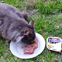 photo de livraison pour SOS Chats Libres Haut-Béarn