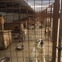 photo de livraison pour Save & Hope for Dogs