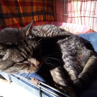 photo de livraison pour Amicale Chats