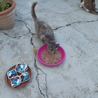 photo de livraison pour Les chats Port-Saint-Louisiens