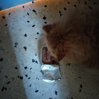 photo de livraison pour Chats Grains d'Amour