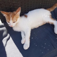 photo de livraison pour Eden Cat