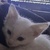 photo animal