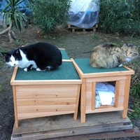photo de livraison pour Les chats de chez nous