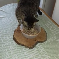 photo de livraison pour Pour l'Amour des Chats