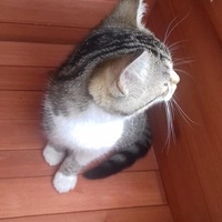 photo de livraison pour Pour l'Amour des Chats