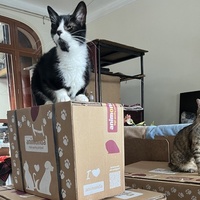 photo de livraison pour Association C.A.T.S. Chat Animal Terrien Solidarité