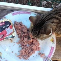photo de livraison pour Les Chats-Pitresdelavi-Ste