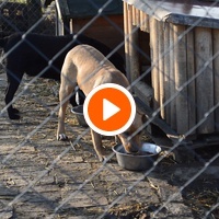 photo de livraison pour Azil Bella