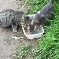 photo de livraison pour Ecole du Chat des Alpilles