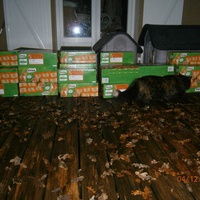 photo de livraison pour Adoption Féline Estuaire