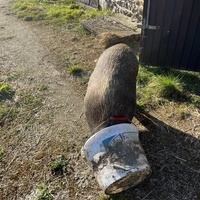 photo de livraison pour Un Espoir pour les Sans Voix 