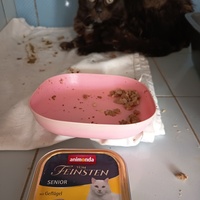 photo de livraison pour L'école du Chat d'Ollioules