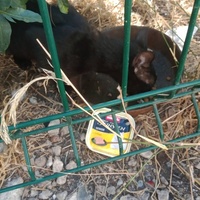 photo de livraison pour Les Chats-Pitresdelavi-Ste