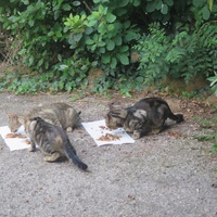 photo de livraison pour Chat Libre de l'Ile du Ramier