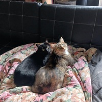 photo de livraison pour L'Arche de Ploum