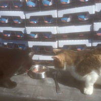 photo de livraison pour Ecole du Chat Libre de Caillerot