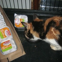 photo de livraison pour Au Bonheur des Chats Libres