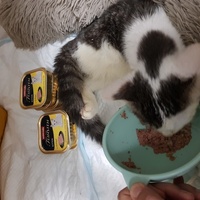 photo de livraison pour La Vraie Magie des Chats