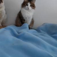 photo de livraison pour La Compagnie des Chats bleus