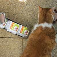 photo de livraison pour Au Bonheur des Chats Libres