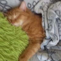 photo de livraison pour Pour l'Amour des Chats