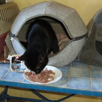 photo de livraison pour Protection Animale Berroise