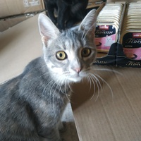 photo de livraison pour Les Pattounes de l'Espoir