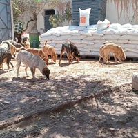 photo de livraison pour Help Adopt Moroccan Animals
