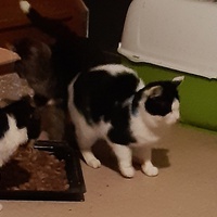photo de livraison pour Pour l'Amour des Chats