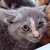 photo animal
