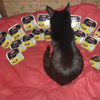 photo de livraison pour Les Chats de la Tour