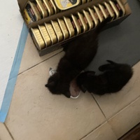 photo de livraison pour Les Chats de Condom 32
