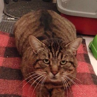 photo de livraison pour Chat L'Heureux
