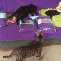 photo de livraison pour Pour l'Amour des Chats