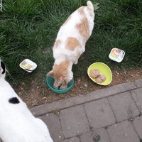 photo de livraison pour Chat Suffit a.sb.l.
