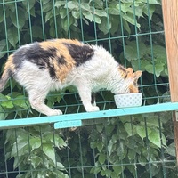 photo de livraison pour Les Chats de Marsillargues