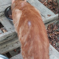 photo de livraison pour Les Chats libres de Fleurance
