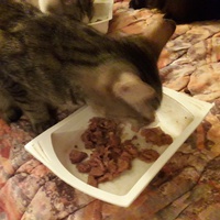 photo de livraison pour Une vie, Un chat
