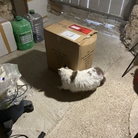 photo de livraison pour Les Chats de Condom 32
