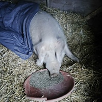 photo de livraison pour Chats Libres de Béziers