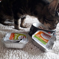 photo de livraison pour Chat Suffit a.sb.l.
