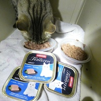 photo de livraison pour Jardin des Chats