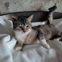 photo de livraison pour Les Chats de la Rue