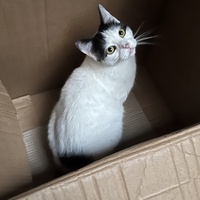 photo de livraison pour Association C.A.T.S. Chat Animal Terrien Solidarité