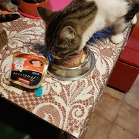 photo de livraison pour Des Cœurs pour les Pattes du 93