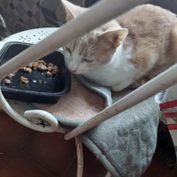 photo de livraison pour Une vie, Un chat