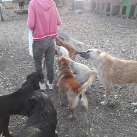 photo de livraison pour Antonia Save Animals