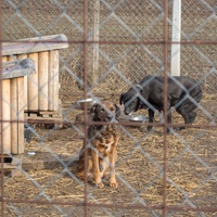 photo de livraison pour Azil Bella