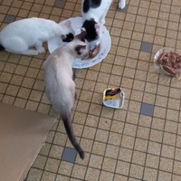 photo de livraison pour Collectif Sauvetage Chatons